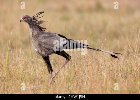 Kenya, réserve nationale de Masai Mara, parc national, oiseau secrétaire (Sagittaire serpent), se déplace dans la savane Banque D'Images