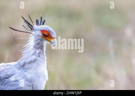 Kenya, réserve nationale de Masai Mara, parc national, oiseau secrétaire (Sagittaire serpent), se déplace dans la savane Banque D'Images