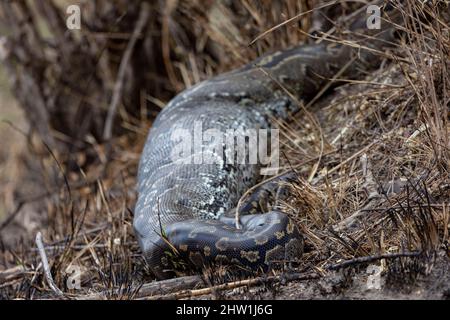 Kenya, réserve nationale de Masai Mara, parc national, Python de Seba (Python sebae), a mangé un antilope, repos digestif pendant des mois dans les buissons Banque D'Images