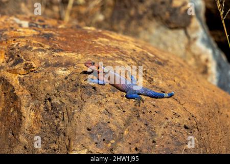 Kenya, réserve nationale de Masai Mara, parc national, Common Agama (Agama agama), sur un rocher. Le mâle est très coloré, la femelle est gris Banque D'Images