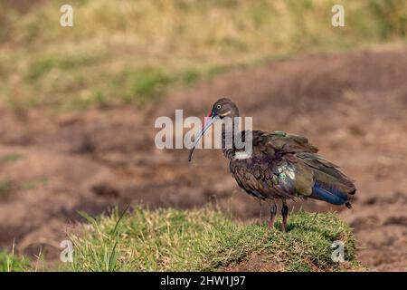 Kenya, réserve nationale Masai Mara, Parc national, Hadada ibis ou Hadeda ibis (Bostrychia hagedash), toilettage, Banque D'Images