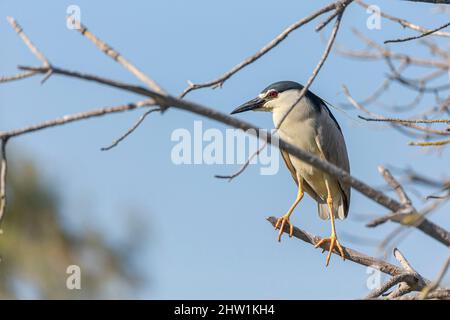 France, Bouches-du-Rhône, Provence-Alpes-C?te-d'Azur, Saintes Maries de la Mer, Parc naturel régional de la Camargue, Réserve de biosphère (UNESCO), Héron de nuit à couronne noire (Nycticorax nycticorax) Banque D'Images