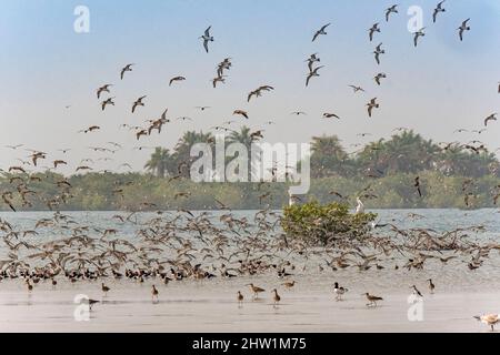 Guinee Bissau, l'archipel des Bijagos répertorié comme se réserve Biosphère par l'UNESCO, Imbone island, parc national d'Orango, Banque D'Images