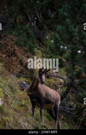 Rencontre étroite avec un chamois dans la nature Banque D'Images