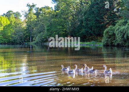 France, Allier, Villeneuve-sur-Allier, Arboretum de la Balaine Banque D'Images