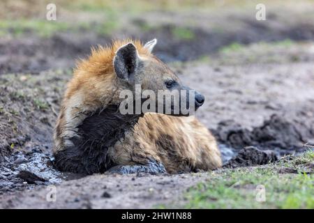 Kenya, réserve nationale de Masai Mara, parc national, hyène tachetée (Crocuta crocuta), adulte, dans la savanah, prenant un bain de boue Banque D'Images