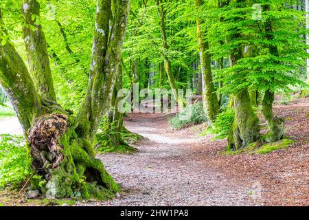 France, Saône-et-Loire, Saint-léger-sous-Beuvray, Bibracte, un oppidum gaulish ou ville fortifiée, était la capitale de l'Aedui et l'une des plus importantes collines de Gaule, la forêt, le Mont Beuvray, le Parc naturel régional du Morvan (Parc naturel régional du Morvan) Banque D'Images