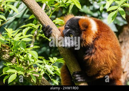 Madagascar, lémuriens rouges (Varecia rubra), bioparc de Doue la Fontaine Banque D'Images