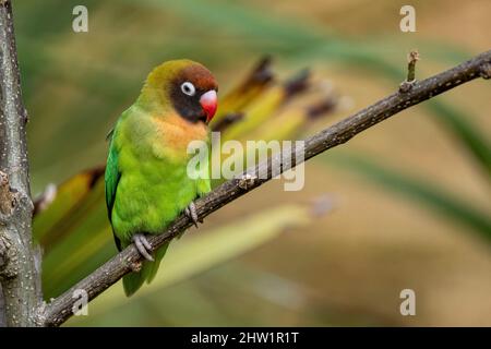 Afrique du Sud, oiseau de rivage noir (Agapornis nigrigenis) Banque D'Images