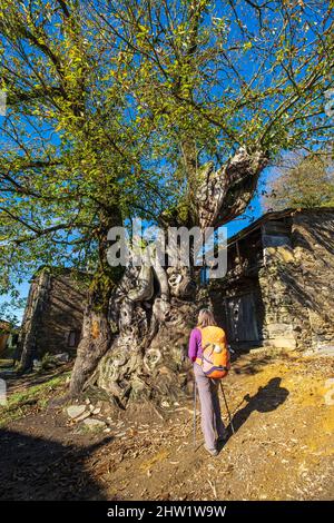 Espagne, Galice, Triacastela, randonnée sur le Franc Camino, route espagnole du pèlerinage à Saint-Jacques-de-Compostelle, classé au patrimoine mondial de l'UNESCO, châtaigne de 800 ans (Castanea sativa Mill.) Banque D'Images