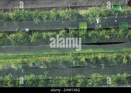 France, Vaucluse, Orange, arbres fruitiers récoltant des pommes (vue aérienne) Banque D'Images