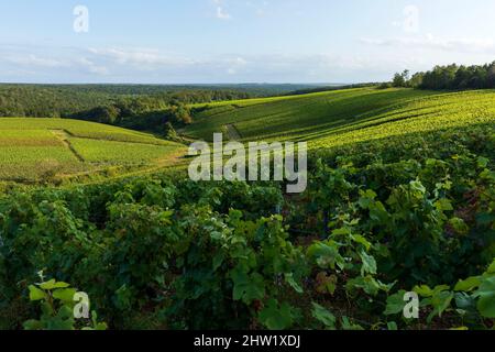 France, Aube, la Côte des Bar, les Riceys, vignobles, champagne Banque D'Images