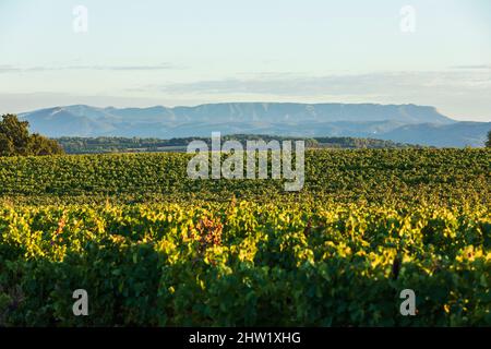 France, Vaucluse, Parc naturel régional du Luberon, Vallée d'Aigues, la Tour d'Aigues, domaine Saint Medard, vignobles, La montagne Sainte victoire en arrière-plan Banque D'Images