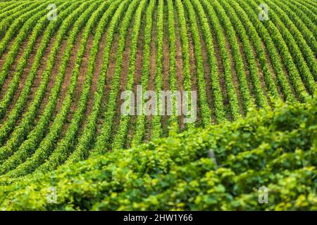 France, Aube, la Côte des Bar, les Riceys, vignes de champagne Banque D'Images