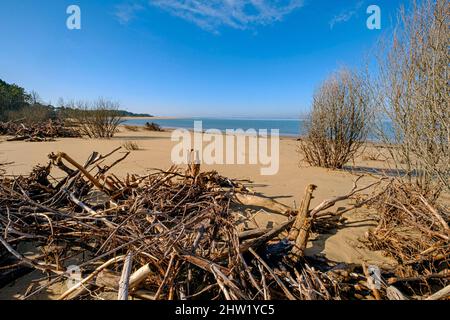 France, Charente-Maritime, la plage d'Embellie, destruction de la forêt par le sel due à l'expansion continue de la mer Banque D'Images