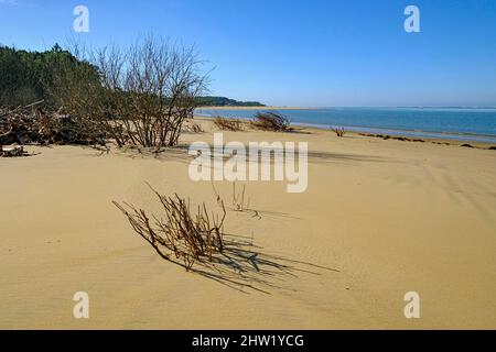France, Charente-Maritime, la plage d'Embellie, destruction de la forêt par le sel due à l'expansion continue de la mer Banque D'Images