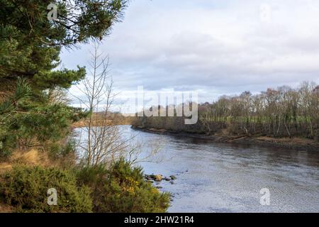 Wylam, Northumberland, Angleterre: 8th févr. 2022: Belles terres boisées près des rives de la rivière Tyne, dans le nord-est de l'Angleterre Banque D'Images