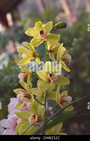 Orchidée cymbidium naturelle. Fleurs d'orchidées de bateau Cymbidium jaune avec pétale rouge à lèvres de jaune Banque D'Images