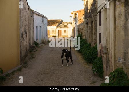 San Salvatore, Sardina, Italie, Europe. Banque D'Images