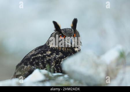 Un grand hibou marron se trouve sur la roche. Bubo Bubo, gros plan. La chouette-aigle eurasienne Banque D'Images
