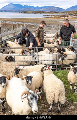 Une famille de moutons pour la médecine dans le petit hameau d'Achnacloich, dans la baie de Tarskavaig, sur la péninsule de Sleat, au sud de l'île de Skye, Banque D'Images