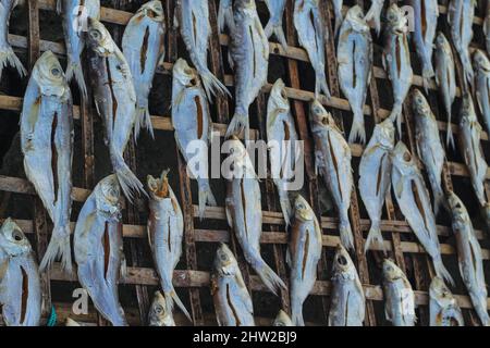 Le poisson est préparé par séchage au soleil pour exportation à l'étranger. Poisson qui est séché au soleil pour être salé et vendu. Banque D'Images