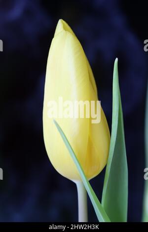 gros plan d'une belle tulipe jaune citron sur fond noir Banque D'Images