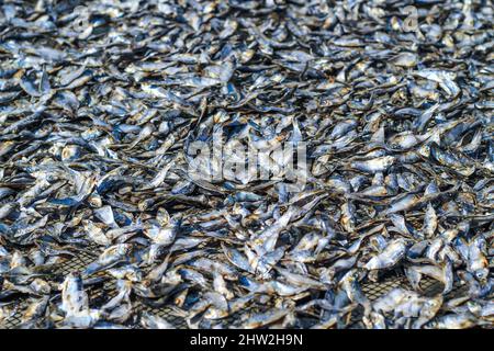 Le poisson est préparé par séchage au soleil pour exportation à l'étranger. Poisson qui est séché au soleil pour être salé et vendu. Banque D'Images