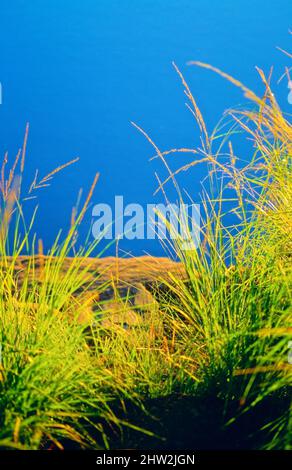 L'herbe de mours pourpre (Molinia caerulea) sur la rive contre la surface bleue de l'eau. Mise au point sélective et faible profondeur de champ. Banque D'Images