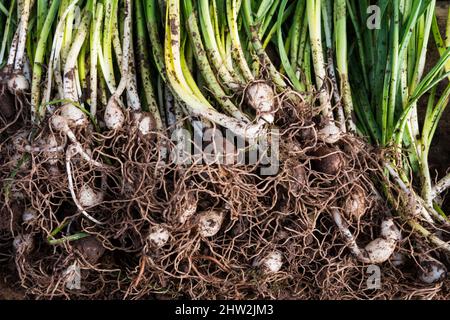 Galanthus nivalis, chute de neige commune dans le vert prêt pour la plantation. Banque D'Images