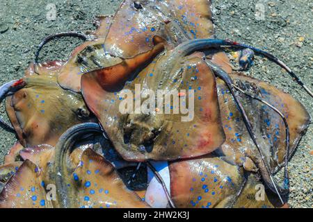 Queue de ruban à pois bleus prise par un pêcheur à l'île Saint-Martin, au Bangladesh. Banque D'Images