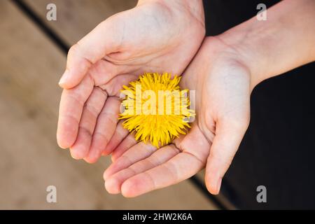 Fleur de pissenlit jaune dans les mains d'un enfant, vue de dessus, gros plan avec mise au point douce sélective Banque D'Images