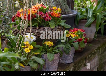 Des primroses brillantes dans des pots de fleurs stylisés sont placées sur le mur en pierre. Fleurs de printemps, serre.foyer sélectif. Banque D'Images