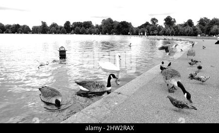 Vue sur un lac avec des arbres au loin et beaucoup d'oiseaux à la fois dans l'eau et sur la rive Banque D'Images