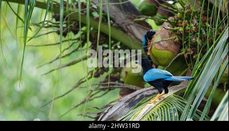 Gros plan d'un yucatan jay Banque D'Images