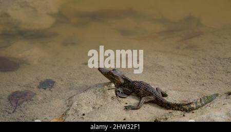 Close up d'un crocodile Banque D'Images