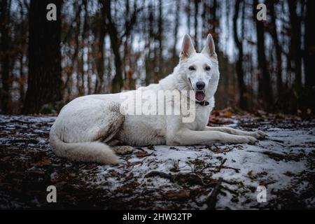 La reine blanche pose Freya. Beau et calme doux berger suisse portrait de chien. Chien est vraiment le meilleur ami de l'homme. Banque D'Images