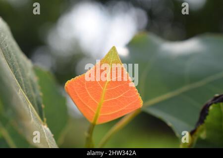 Gros plan d'une feuille orange parmi les feuilles vertes Banque D'Images