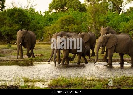 Les éléphants d'Afrique restent ensemble dans les troupeaux de reproduction seuls les mâles s'en vont seuls Banque D'Images