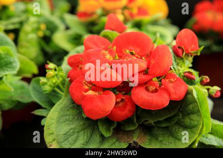 Plante colorée Calceolaria integrifolia dans le jardin Banque D'Images