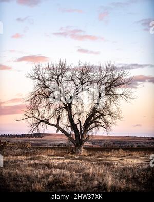 Pendant l'hiver, un arbre seul se trouve dans un pré avec un lever de soleil bleu et rose derrière lui. Banque D'Images