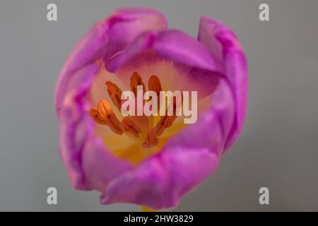 Un gros plan montrant l'éclat orange vif dans un magnifique tulipe rouge violet Banque D'Images