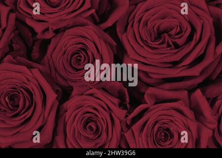 Gros plan de beau bouquet de roses rouges. Arrière-plan roses rouges. Romance et concept de Saint Valentin. Banque D'Images