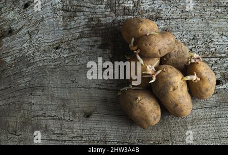 Groupe de pommes de terre germées sur bois rustique. Copier l'espace. Vue de dessus. Banque D'Images