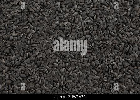 arrière-plan de graines de tournesol noires, beaucoup de graines non pelées, gros plan, vue de dessus Banque D'Images