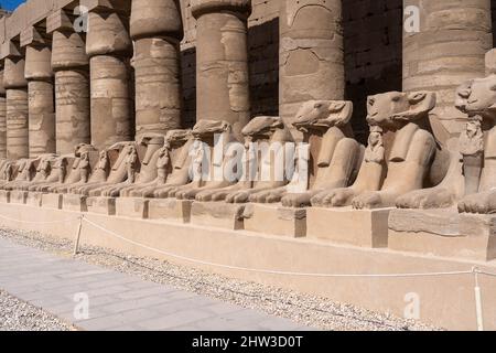 L'Avenue des sphinx à tête de bélier. Temple de Karnak. Louxor, Egypte Banque D'Images