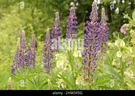 de belles grandes lupins bleus avec des feuilles vertes fleurissent dans la forêt au printemps en gros plan Banque D'Images