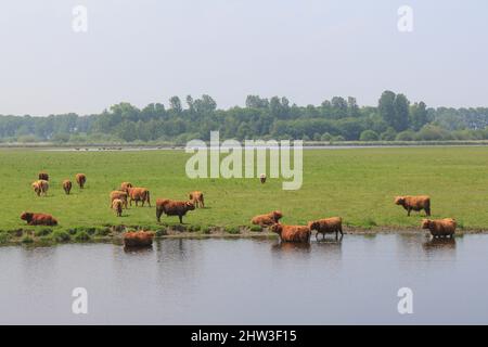 un troupeau de vaches d'altitude brunes se baignent dans l'eau le long d'un pré vert lors d'une journée chaude au printemps en hollande Banque D'Images