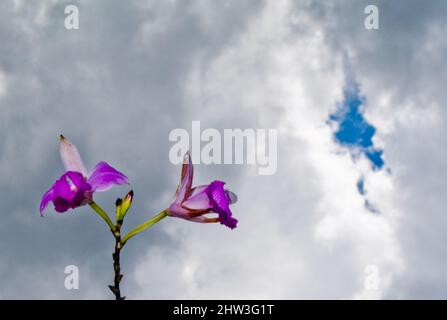 Dendrobium Orchid est un genre d'orchidées principalement épiphytiques et lithophytes de la famille des Orchidaceae Banque D'Images