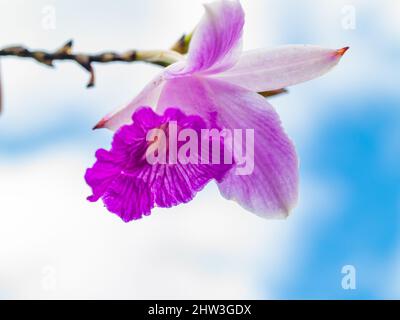 Dendrobium Orchid est un genre d'orchidées principalement épiphytiques et lithophytes de la famille des Orchidaceae Banque D'Images